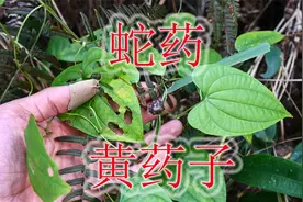 山野蛇药植物“黄独”，别误认是野山药，块根有毒不能食用视频封面