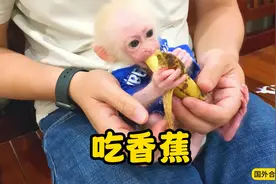 爸爸给小猴子投喂香蕉，小猴子吃的那叫一个香，真是让人羡慕视频封面