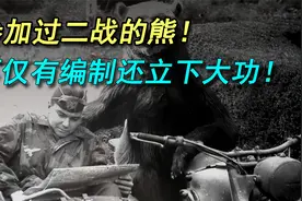 熊也能上战场？而且还有编制，还立下了汗马功劳！视频封面