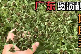 地胆头，又称草鞋根，广东煲汤的靓料，地胆头炖鸡汤，清甜可口赞视频封面