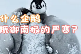 为什么企鹅能抵御南极的严寒？