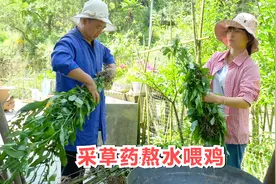 阿英家养鸡有妙招，山上采一些中草药熬水喂鸡，鸡长得好不易生病