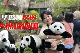 直击华盛顿动物园盛大熊猫欢送会！为何熊猫迷向我投来羡慕的目光视频封面
