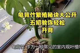 龟背竹繁殖秘诀大公开，五招教你轻松“开背”视频封面