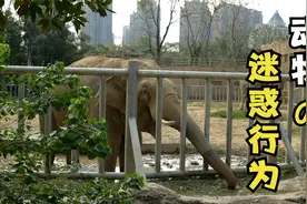 南昌动物园vlog一起来看看动物们都在干什么吧！视频封面