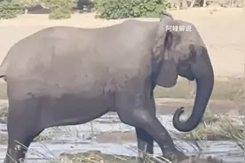 大象踩男子，简直今人细思极恐视频封面