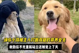 误伤小孩被打断双腿的弃养金毛，救助后不光重新站立还被宠上了天视频封面