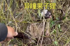 猎人用陷阱收获异瞳果子狸。视频封面