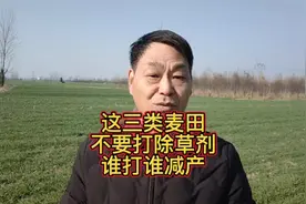 这三类麦田，千万别打除草剂，谁打谁减产视频封面