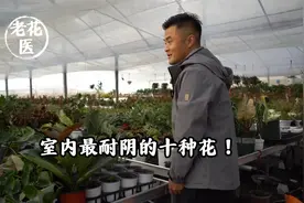 室内最耐阴的十种花！视频封面