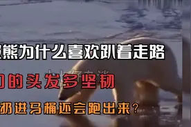 北极熊为什么喜欢趴着走路，蟑螂扔进马桶还会跑出来？视频封面