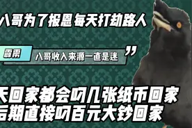 八哥报恩每天叼会百元大钞，霹雳的收入来源至今是迷视频封面