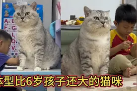全网体型最大的猫咪，体型堪比6岁孩子，远远看去就像一座门神视频封面
