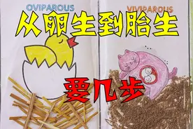 从卵生到胎生，基因要走多少步：繁殖方式趋同有袋类的滨螺视频封面