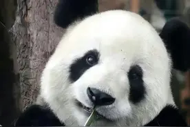 每天认识一只大熊猫——飞云，熊猫届的刘亦菲，最爱笑的暴躁甜妹图片