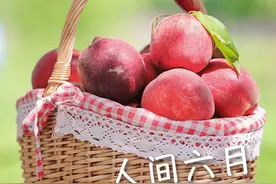 喝牛奶长大的桃子惊现鄂州，速度围观！图片