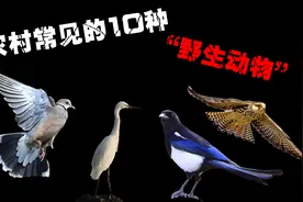 农村常见的10种野生动物，千万不能碰，抓一只就能让你牢底坐穿！图片