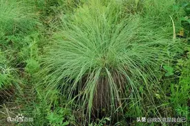 东北有三宝，人参、鹿茸、靰鞡草，你知道靰鞡是什么吗？图片