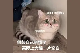 猫咪表情包：别问我吃什么，这顿就吃你画的大饼图片