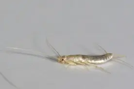 白色虫子很细小爬的很快的是什么？这种虫子出现在家里的原因说明图片