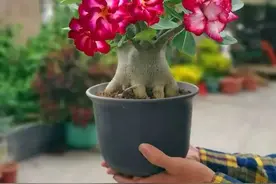 8种花最喜欢沙土，扔把沙子在土里，叶子绿油油，花开100朵图片