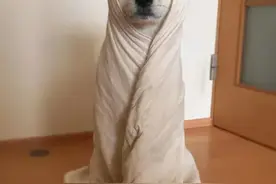 注意！郑州北区供暖暂停图片
