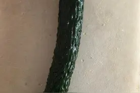 黄瓜这样吃，能让你一周快速减脂瘦身，甩掉大肚腩图片