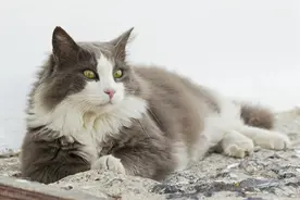 宠物里的致命传染病——猫瘟图片