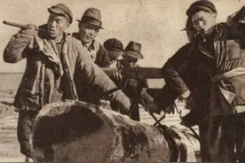 激情澎湃的年代：1952年东北林区的伐木盛况图片