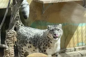 青藏高原“雪山大猫”的保护繁育之路图片