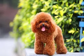 爱犬丢失被人捡走，街头巧遇讨要遭拒 法官调解：爱犬归原主图片