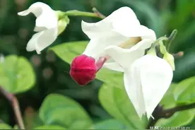 龙吐珠，麒麟吐珠，你喜欢哪个？图片