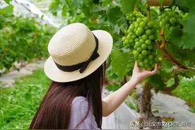 葡萄熟啦！蔡甸“趣”采摘，甜翻整个夏天图片