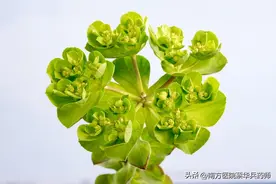 一味消水肿的良药：上能化痰止咳，下能利水消肿，外能消散结节图片