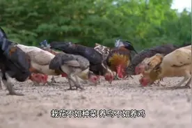好有味道的四川谚语，送给忙碌的你。你还知道哪些呢？图片