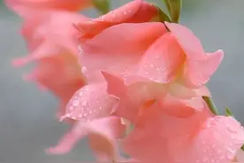 什么是人生三观图片