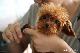 泰迪修剪美容剪毛教程，怎样给泰迪美容图片