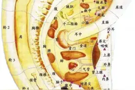 小小耳朵，大有妙用！中医特色耳穴疗法！图片