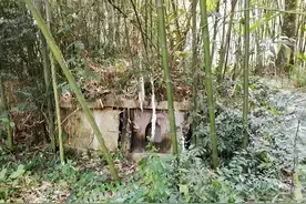 “坟边有2物，子孙一直富”，若坟边有1竹，可能要迁坟，有何道理图片