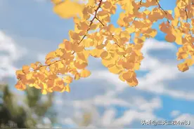 咸鱼大翻身，时来运转，大吉大利，飞黄腾达，桃花朵朵开图片