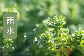 明日雨水，两类菜要常吃！健脾化湿，润肠通便，在家就能种图片
