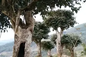 云南普洱茶区50个名山名寨统计图片