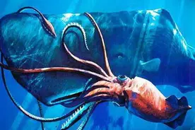 马里亚纳海沟深处有什么？下潜8000多千米，人类捕获海底最深鱼类图片