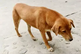 这几类狗能带来“好运气”，家里有的要珍惜图片