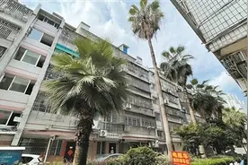 棕榈砸窗惹人愁，陪伴住户27年的树长高了也“长”出了烦恼图片
