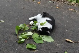 研究发现：猫咪对猫薄荷“上头”与驱虫有关图片