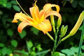 听《萱草花》的歌词，感觉怪怪的图片