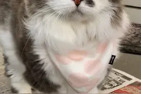 猫咪去宠物医院生无可恋，主人：12年都没见过这表情...图片