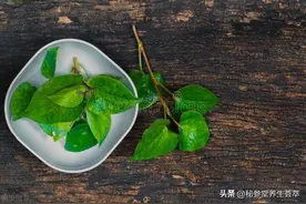 鱼腥草每天泡水喝可以吗图片