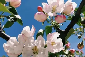 果树花芽分化调节剂有哪些？怎么使用才可以提高果树坐果率图片